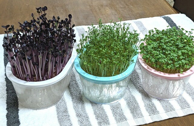 ���ץ饦�Ⱥ��������ƴ� �������ǥ٥� �ԥ� ���ץ饦���ƴ� ���ץ饦�Ⱥ����ƴ� ���������� �ȱ���UP ���ץ饦�� ȯ����� �ޥ��������꡼�� �����ƴ� �������˥å� ���꡼��ե�����ɥץ��������ȡ����ա��᡼�����Բġ�