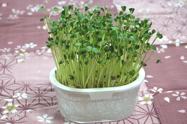 ���ץ饦�Ⱥ��ݤ�������A���å� �����ƴ�2�Ĥȼ�2�� �֥��å��꡼ ��ǥ��å��� �������ǥ٥� ���ץ饦�Ⱥ��ݥ��å� ���ץ饦�Ⱥ��ݥ��å� ͭ����� ���ץ饦�� �鿴�� ȯ����� �������˥å� �ޥ��������꡼�� �������ڱ� ��������2027ǯ5����¡�