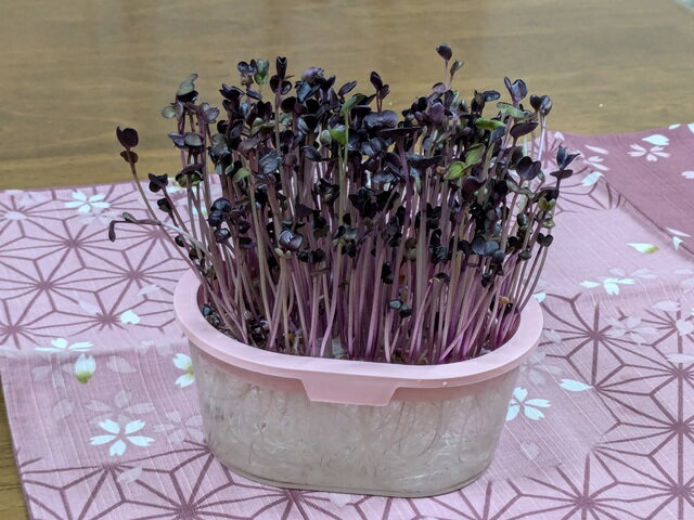 ���ץ饦�Ⱥ��ݤ�������C���å� �����ƴ�2�Ĥȼ�2�� �֥��å��꡼ �֥�ǥ��å��� �������ǥ٥� ���ץ饦�Ⱥ��ݥ��å� ���ץ饦�Ⱥ��ݥ��å� ͭ����� ���ץ饦�� ȯ����� �������˥å� �ޥ��������꡼�� ��������2027ǯ5����¡�