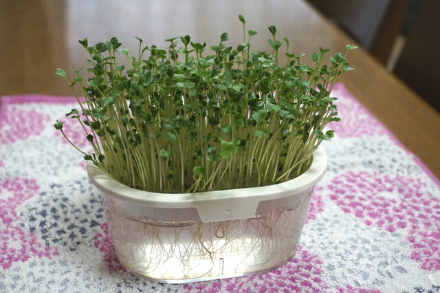 有機種子 固定種 ケール スプラウト 50g 種 発芽野菜 おうち時間 免疫力UP マイク...