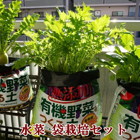 水菜の袋栽培セット 水菜 有機種子で育てる袋栽培セット 栽培セット 栽培キット 袋栽培 有機栽培 みず..