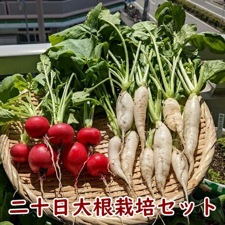 有機種子で育てる野菜の栽培セット 二十日大根セット ラディッシュ 白長二十日大根 栽培セット 栽培キット 野菜 家庭菜園キット 家庭菜園セット プランター菜園 ベランダ菜園 家庭菜園 プランター タキイ最高級培養土 オーガニック野菜 園芸 初心者 プレゼント 送料込