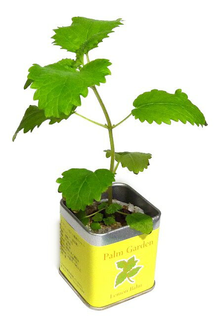 小さな栽培セット レモンバーム パームガーデン ミニキッチン菜園キット レモンバーム栽培セット ハーブ栽培セット 家庭菜園 野菜栽培 セット