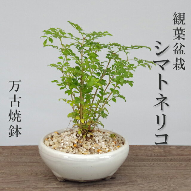 母の日 室内で育てられます！光沢の葉が魅力 シマトネリコの鉢植え（万古焼鉢） ボンサイ ぼんさい しまとねりこ