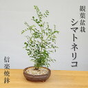 母の日 室内で育てられます！光沢の葉が魅力 シマトネリコの鉢植え（信楽焼鉢） ボンサイ ぼんさい しまとねりこ