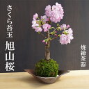 母の日 現在花なし 苔玉 桜（旭山桜）の苔玉焼締茶器セット 敷石つき 陶房・歩知歩智 名古屋セット八重の桜 かわいい 花咲くこけだま コケ玉 ギフト初めての盆栽 父の日 母の日 誕生日 新入学 新築祝い ギフト 陶房・歩知歩智 時間 苔 こけ コケダマ こけ玉 こけだま 八重桜