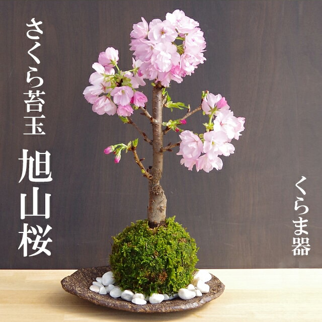 母の日 現在花なし 現在花なし 苔玉 桜 旭山桜 あさひやまさくら くらま器セット 八重の桜 かわいい 花咲くこけだま コケ玉 ギフト初めての盆栽 父の日 母の日 誕生日 新入学 新築祝い 時間 苔 こけ コケダマ こけ玉 こけだま アサヒヤマサクラ サクラ 八重桜 ヤエザクラ