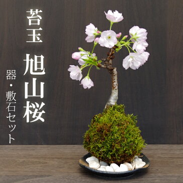 【2022年開花終了】苔玉 桜 旭山桜 あさひやまさくら 送料無料 　黒備前器小サイズ 敷石セット 八重の桜 かわいい 花咲くこけだま コケ玉 ギフト初めての盆栽 父の日 母の日 誕生日 新入学 新築祝い 時間 苔 こけ コケ コケダマ こけ玉 サクラ