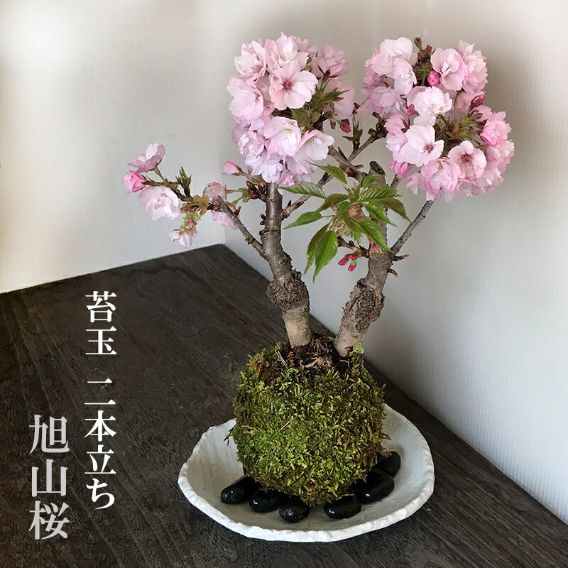 父の日 2024開花終了 苔玉 桜 旭山桜二本植え あさひやまさくら 楕円白粉引器セット 八重の桜 かわいい 花咲くこけだま コケ玉 ギフト初めての盆栽 父の日 父の日 誕生日 新入学 新築祝い 時間 苔 こけ コケダマ こけ玉 こけだま アサヒヤマサクラ サクラ 八重桜 ヤエザクラ