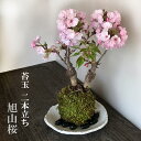 現在花なし 苔玉 桜 旭山桜二本植え あさひやまさくら 楕円白粉引器セット 八重の桜 かわいい 花咲くこけだま コケ玉 ギフト初めての盆栽 父の日 母の日 誕生日 新入学 新築祝い 時間 苔 こけ コケダマ こけ玉 こけだま アサヒヤマサクラ サクラ 八重桜 ヤエザクラ