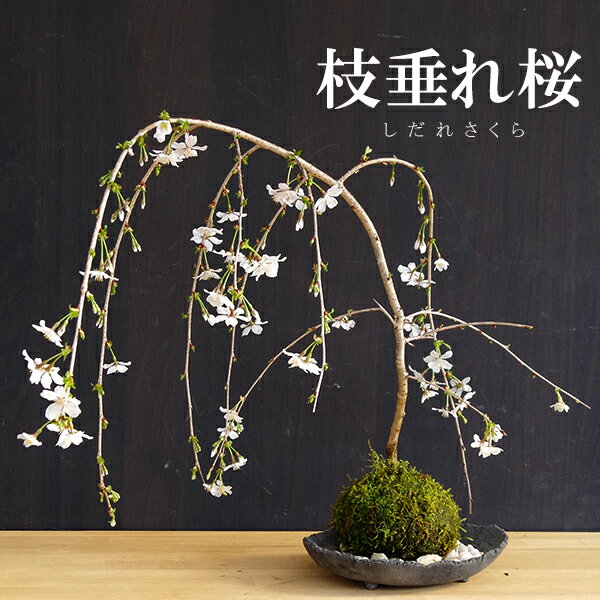 父の日 2024開花終了 苔玉・枝垂れ桜（富士桜）器セット（炭化焼締器）時間 苔 こけ コケダマ こけ玉 こけだま しだれざくら シダレザクラ ふじさくら フジサクラ 桜 さくら サクラ