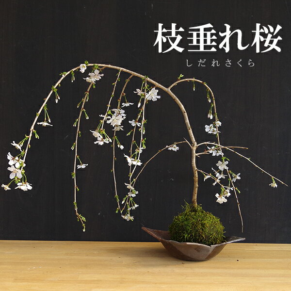 父の日 2024開花終了 苔玉 枝垂れ桜（富士桜）の苔玉焼締茶器セット 敷石つき 陶房・歩知歩智 名古屋セット時間