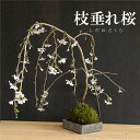 母の日 現在花なし 現在花なし 苔玉 枝垂れ桜（富士桜） しだれ 焼締角器セット 敷石つき 陶房・歩知歩智 名古屋セット時間 苔 こけ コケダマ こけ玉 こけだま しだれざくら シダレザクラ ふじさくら フジサクラ 桜 さくら サクラ