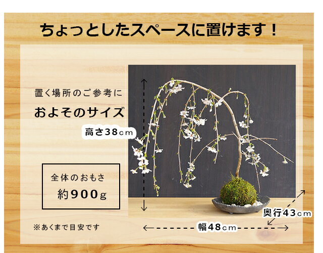 開花終了 苔玉・枝垂れ桜（富士桜）器セット（炭化焼締器）時間 苔 こけ コケダマ こけ玉 こけだま しだれざくら シダレザクラ ふじさくら フジサクラ 桜 さくら サクラ