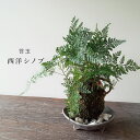 苔玉 涼しげな葉が魅力のシダ植物 シノブの苔玉・三つ足灰器セット こけだま 苔 こけ コケ コケダマ こけ玉 観葉植物 苔 こけだま 苔 こけ コケ コケダマ ...