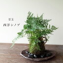 母の日 苔玉 涼しげな葉が魅力 シダ植物 シノブの苔玉 くらま岩器 敷石つき くらま岩 風合い 器セット 敷石つき 苔 こけだま 苔 こけ コケ コケダマ こけ玉 観葉植物