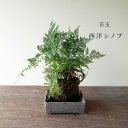 苔玉 涼しげな葉が魅力のシダ植物 シノブの苔玉焼締角器セット 敷石つき 陶房・歩知歩智 名古屋セット 苔 こけだま 苔 こけ コケ コケダマ こけ玉 観葉植物