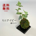 母の日 苔玉 ミニアイビー（ヘデラ）の苔玉・黒角皿セット 手のひらサイズでも本格的 一年中葉を楽しめる おためしこけだま かわいい おしゃれ 苔 こけ コケ コケダマ こけ玉 観葉植物