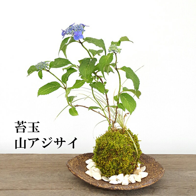 母の日 苔玉　 ヤマアジサイの寄せ植え苔玉 くらま岩器 敷石つき くらま岩 風合い　山紫陽花　母の日　5月開花　贈り物 こけだま コケダマ 苔 こけ コケ やまあじさい 紫陽花 山紫陽花