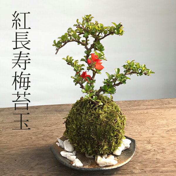 盆栽 特選：三河黒松*　現品 くろまつ　クロマツ　Kuromatsu bonsai 中品盆栽