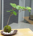 苔玉 こけ玉 カエデ ハウチワカエデのこけ玉 くらま岩器セット 敷石つき 春の芽吹き 爽やかな新緑 もみじ かわいい きれい 人気 もみじ モミジ 紅葉 こうよう こけだま コケダマ 苔 こけ コケ かえで はうちわかえで