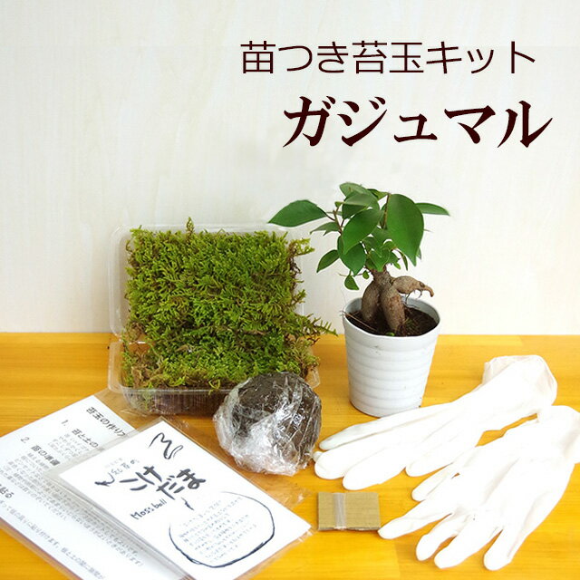 母の日 苔玉作成キット 植物苗がついている 苔玉キット 苗付（ガジュマル） 手作り 初心者 こけだまの材料 かんたん作成キット 苗・苔・苔玉用に配合した土・糸・作り方のしおりセット・樹種別育て方のしおりセット 苔 こけ コケ コケダマ こけ玉