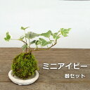 苔玉 ミニアイビー(ヘデラ)の苔玉・器セット 手のひらサイズでも本格的 一年中葉を楽しめる おためしこけだま かわいい おしゃれ 苔 こけ コケ コケダマ こけ玉 観葉植物