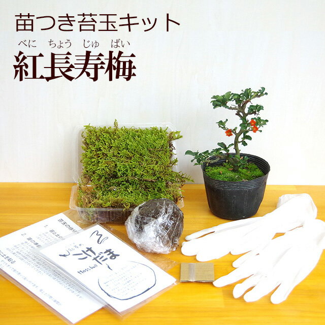 長寿梅 盆栽 現在花なし 苔玉作成キット 植物苗がついている 苔玉キット 苗付（紅長寿梅 ベニチョウジュバイ） 手作り 初心者 こけだまの材料 かんたん作成キット 苗・苔・苔玉用に配合した土・糸・作り方のしおりセット・樹種別育て方のしおりセット こけだま コケダマ 苔 こけ コケ