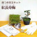 現在花なし 苔玉作成キット 植物苗がついている 苔玉キット 苗付 紅長寿梅 ベニチョウジュバイ 手作り 初心者 こけだまの材料 かんたん作成キット 苗・苔・苔玉用に配合した土・糸・作り方のし…