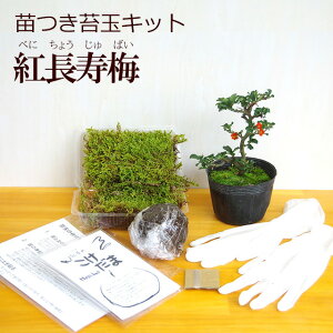 苔玉作成キット 植物苗がついている 苔玉キット 苗付（紅長寿梅 ベニチョウジュバイ） 手作り 初心者 こけだまの材料 かんたん作成キット 苗・苔・苔玉用に配合した土・糸・作り方のしおりセット・樹種別育て方のしおりセット こけだま コケダマ 苔 こけ コケ