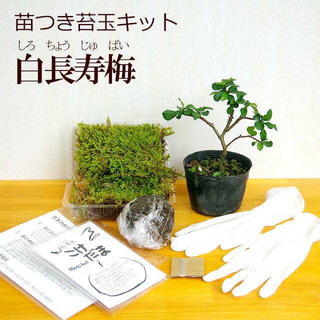 父の日 現在花なし 苔玉作成キット 植物苗がついている 苔玉キット 苗付（白長寿梅） 手作り 初心者 ...