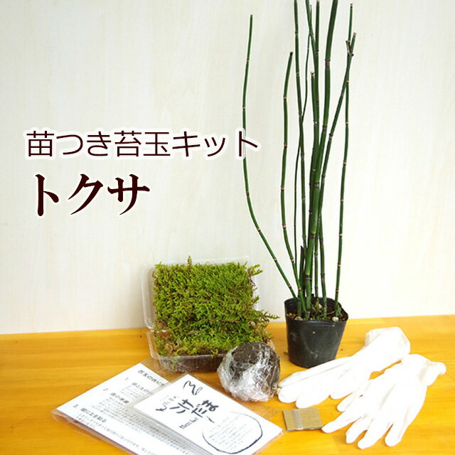 父の日 苔玉作成キット 植物苗がついている 苔玉キット 苗付（トクサ） 手作り 初心者 こけだまの材 ...