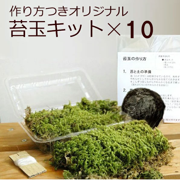 父の日 苔玉キット 10セット つくり方説明書付 ハイゴケ 手作り 初心者 こけだまの材料 かんたん作成キット 苔・苔玉用に配合した土・糸 イベント 法人向け 大量注文 こけだま 苔 こけ コケ コケダマ こけ玉 観葉植物