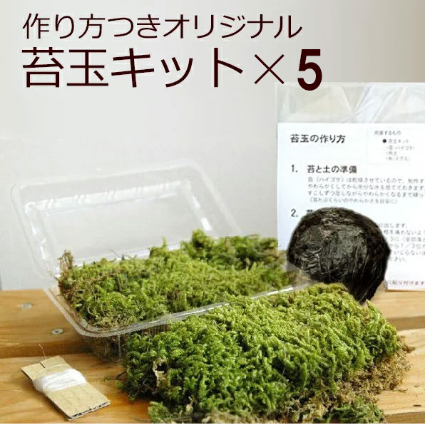 母の日 苔玉キット 5セット つくり方説明書付 ハイゴケ 手作り 初心者 こけだまの材料 かんたん作成キット 苔・苔玉用に配合した土・糸 イベント 法人向け 大量注文 こけだま 苔 こけ コケ コケダマ こけ玉 観葉植物