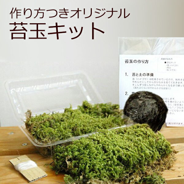 楽天市場 盆栽 花 観葉植物 花 ガーデン Diy の通販