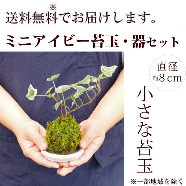 苔玉 ミニアイビー(ヘデラ)の苔玉・器セット ...の紹介画像3