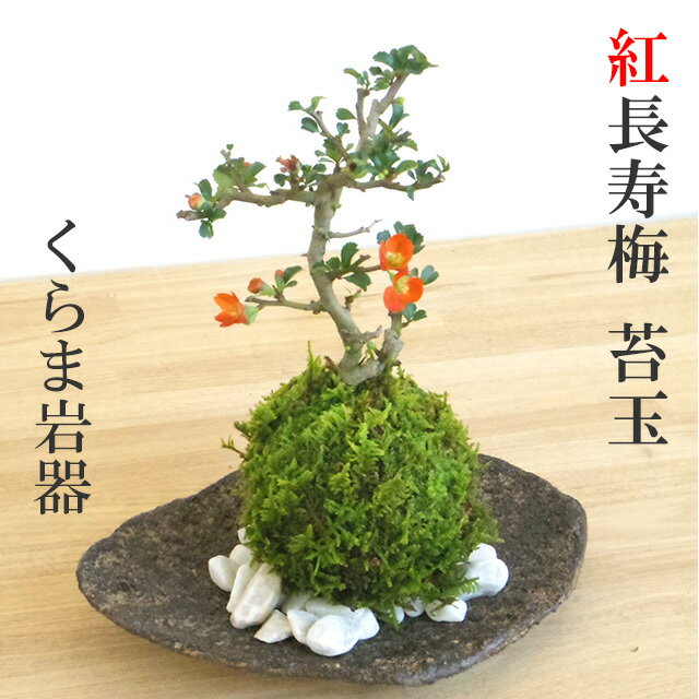 みどり屋和草『紅長寿梅の苔玉・くらま岩器セット（kokedama564）』