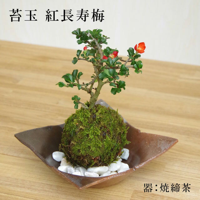 母の日 現在花なし 苔玉 紅長寿梅 ベニチョウジュバイ ・ 焼締茶器・敷石セット 花咲くこけだま コケ玉 縁起良い ギフト初心者 初めてのこけ玉 誕生日 新入学 新築祝い 育てやすい 四季咲き 縁起物 還暦祝い 結婚祝いこけだま コケダマ 苔 こけ コケ