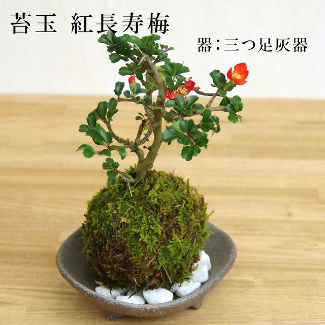 父の日 現在花なし 苔玉 長寿梅 紅花コケ玉 長寿梅 ベニチョウジュバイ ・三つ足灰器・敷石セット 花咲くこけだま コケ玉 縁起良い 初めてのこけ玉 誕生日 新入学 新築祝い 育てやすい 四季咲き 縁起物 還暦祝い 結婚祝い こけだま コケダマ 苔 こけ コケ