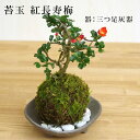 母の日 現在花なし 苔玉 長寿梅 紅花コケ玉 長寿梅 ベニチョウジュバイ ・三つ足灰器・敷石セット 花咲くこけだま コケ玉 縁起良い 初めてのこけ玉 誕生日 新入学 新築祝い 育てやすい 四季咲…