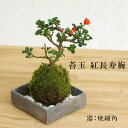 現在花なし 苔玉 紅長寿梅 ベニチョウジュバイ ・ 焼締角器・敷石セット 花咲くこけだま 花咲くこけだま コケ玉 縁起良い 初めてのこけ玉 誕生日 新入学 新築祝い 育てやすい 四季咲き 縁起物 還暦祝い 結婚祝い こけだま コケダマ 苔 こけ コケ