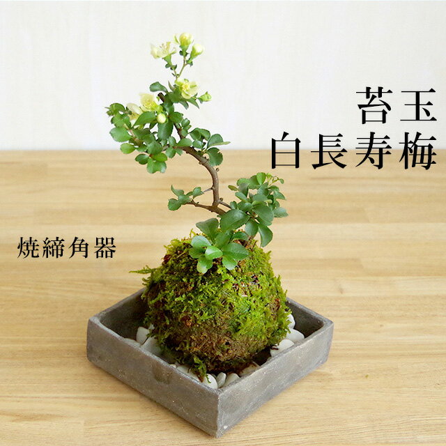 母の日 現在花なし 苔玉 長寿梅 白花 白長寿梅（シロチョウジュバイ）焼締角器セット 敷石つき 陶房・歩知歩智 名古屋・敷石セット 花咲くこけだま コケ玉 ギフト初めての盆栽 誕生日 新入学 新築祝い こけだま コケダマ 苔 こけ コケ 1