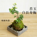 父の日 苔玉 現在葉姿 長寿梅 白花 白長寿梅(シロチョウジュバイ)焼締角器セット 敷石つき 陶房・歩知歩智 名古屋・敷石セット 花咲くこけだま コケ玉 ギフト...