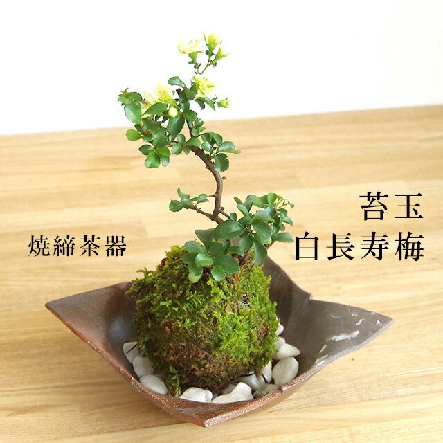 母の日 現在花なし 苔玉 長寿梅 白花 白長寿梅（シロチョウジュバイ）焼締茶器セット 敷石つき 陶房・歩知歩智 名古屋・敷石セット花咲くこけだま コケ玉 ギフト初めての盆栽 誕生日 新入学 新築祝いこけだま コケダマ 苔 こけ コケ