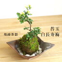 父の日 苔玉 現在葉姿 長寿梅 白花 白長寿梅(シロチョウジュバイ)焼締茶器セット 敷石つき 陶房・歩知歩智 名古屋・敷石セット花咲くこけだま コケ玉 ギフト初...