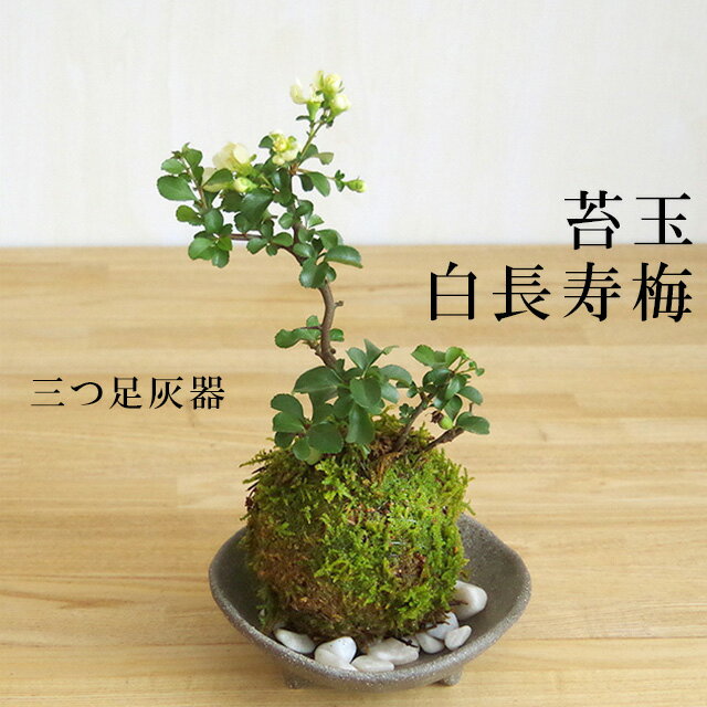 母の日 現在花なし 苔玉 長寿梅 白花 白長寿梅（シロチョウジュバイ）・三つ足灰器・敷石セット花咲くこけだま コケ玉 ギフト初めての盆栽 誕生日 新入学 新築祝い こけだま コケダマ 苔 こけ コケ