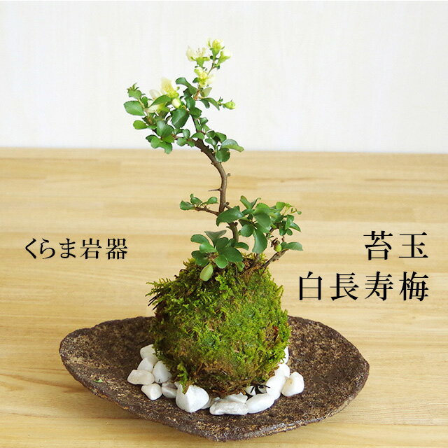 父の日 現在花なし 苔玉 長寿梅 白花 白長寿梅（シロチョウジュバイ）の苔玉 くらま岩器 敷石つき くらま岩 風合い 花咲くこけだま コケ玉 ギフト初めての盆栽 誕生日 新入学 新築祝い こけだま コケダマ 苔 こけ コケ