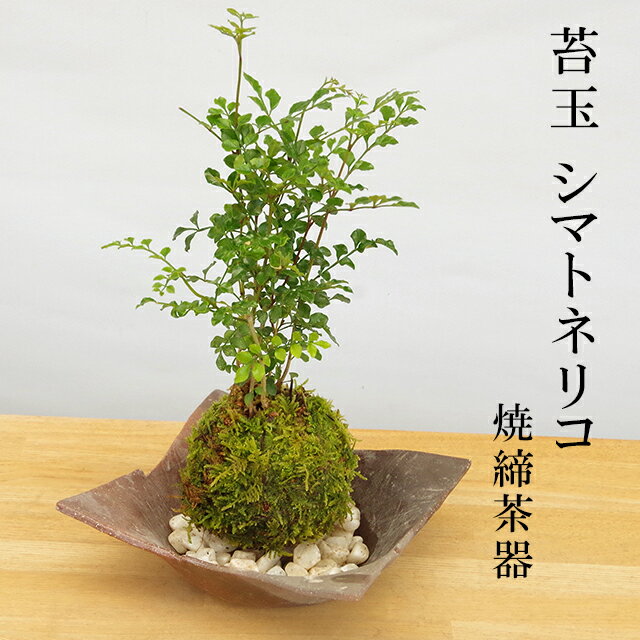 父の日 苔玉 涼しげな葉が苔とよくあいます シマトネリコの苔玉焼締茶器セット 敷石つき 陶房・歩知歩智 名古屋セット 苔 こけ コケ コケダマ こけ玉 しまとねりこ