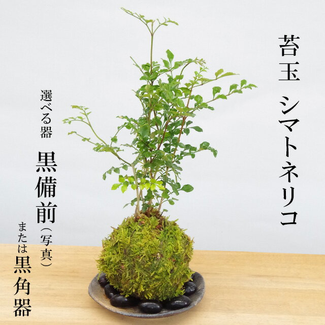 父の日 苔玉 涼しげな葉が苔とよく