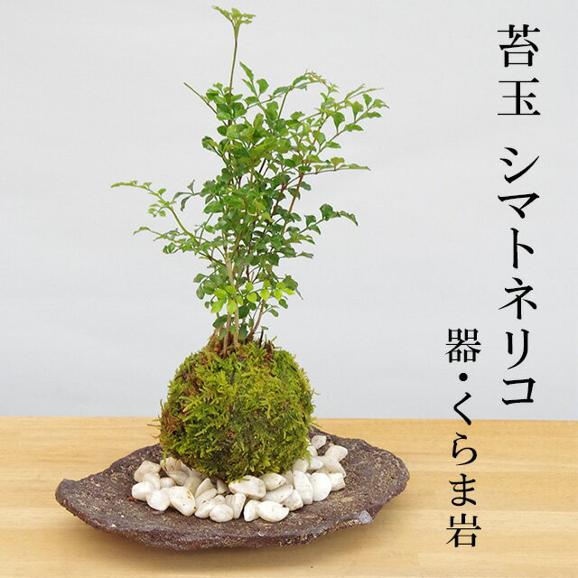 母の日 涼しげな葉が苔とよくあいます シマトネリコの苔玉・くらま岩器セット 苔 こけ コケ コケダマ こけ玉 しまとねりこ